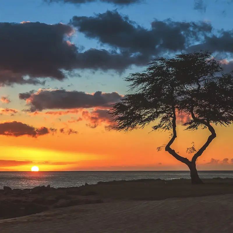 Sunset over ocean with silhouette of a lone tree, reflecting Artmedia Digital's commitment to creative and unique web design and branding solutions.